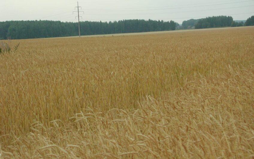 Land for pasture and crops in the Vladimir region