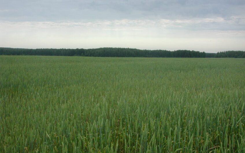 Land for pasture and crops in the Vladimir region