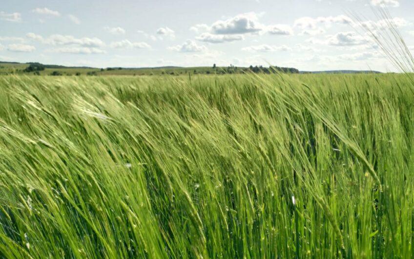 Land for grain 2421 acres in Bashkiria