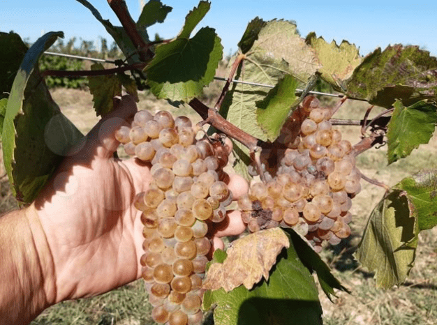 Vineyard on the Crimean Peninsula