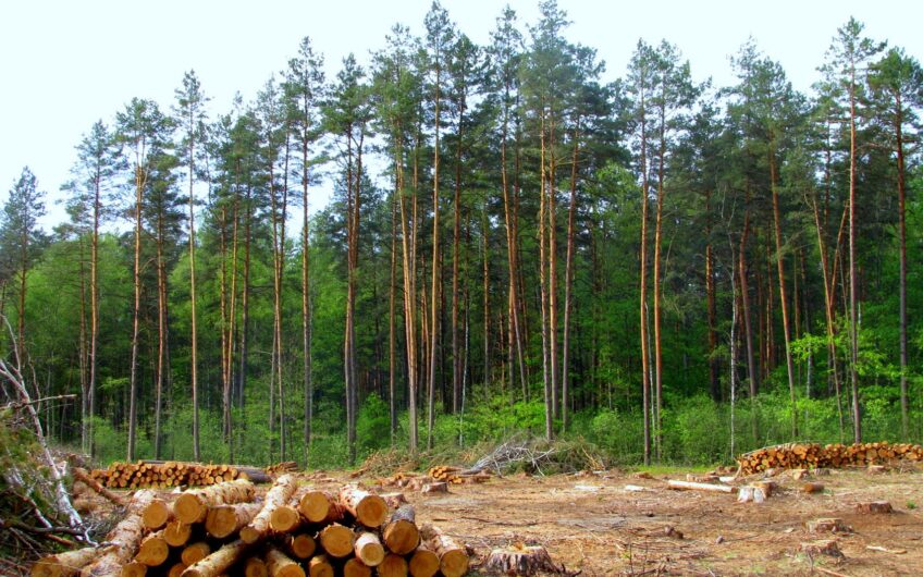 Lease of land with Russian forest for timber business