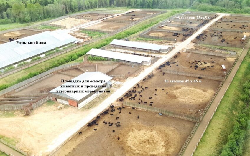 Meat farm 13500 hectares near Moscow