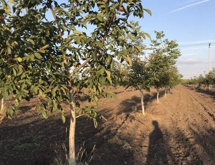 Nut orchard 48 hectares in Krasnodar