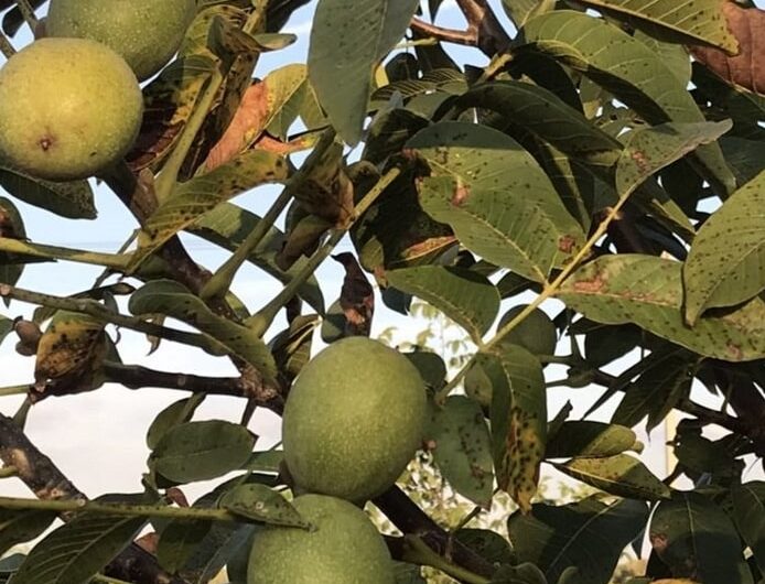 Nut orchard 48 hectares in Krasnodar