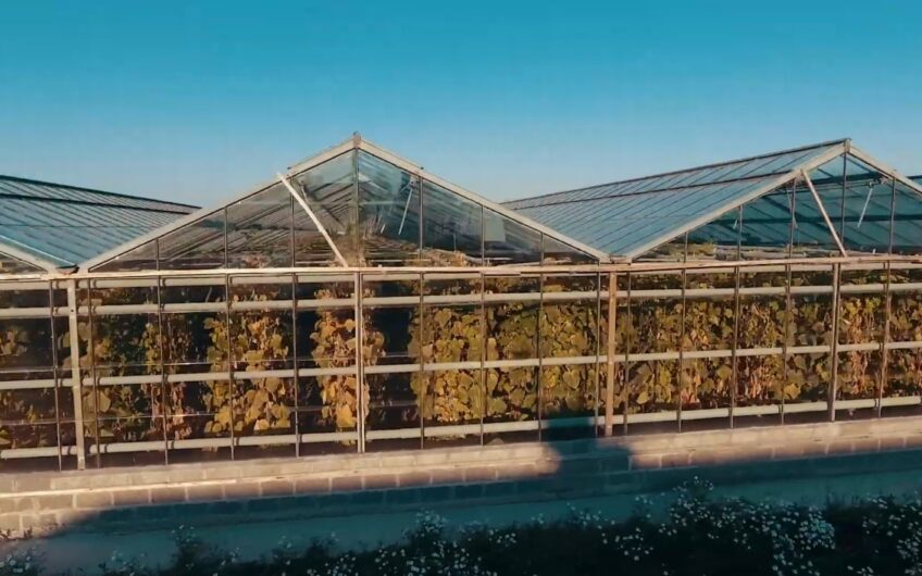 Winter greenhouse for rent near Moscow