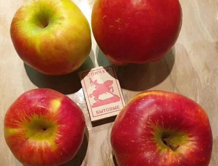 Apple orchard 55 hectares in Krasnodar