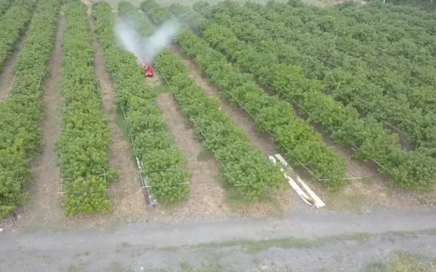 Apple orchard 55 hectares in Krasnodar