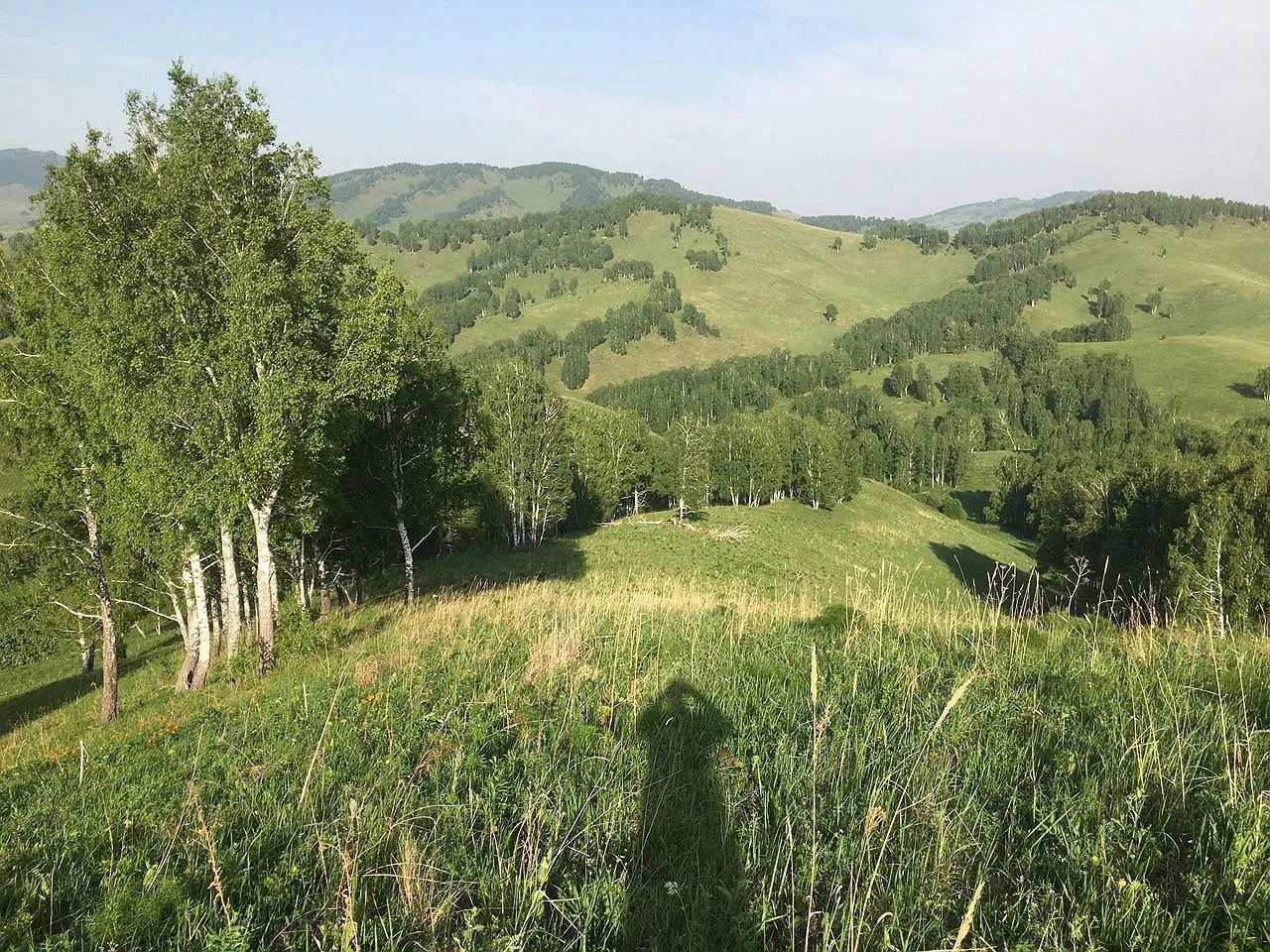 31-hectare land plot in Altai Krai