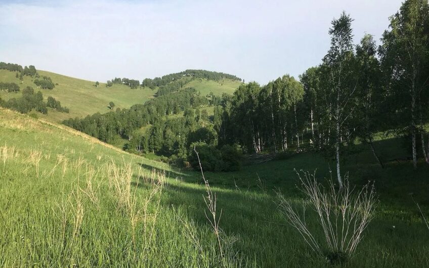 31-hectare land plot in Altai Krai