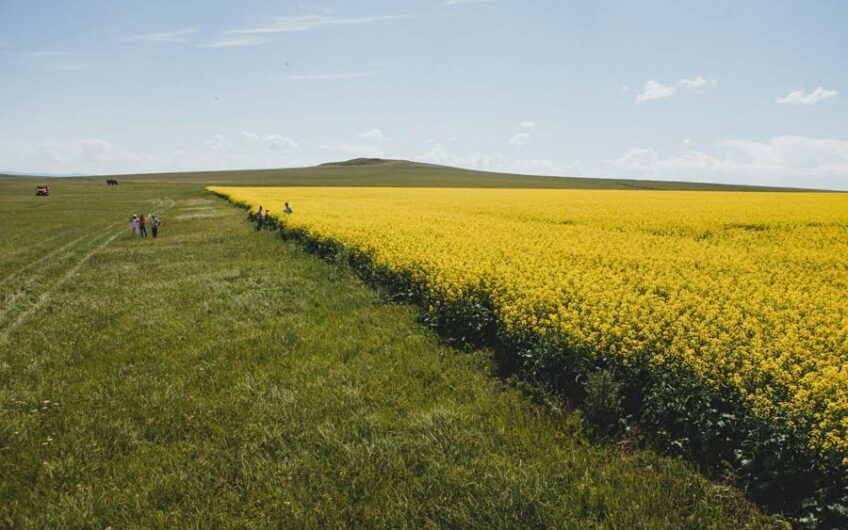 Land 13800 hectares for rapeseed cultivation