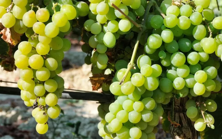 Land with a fruitful vineyard