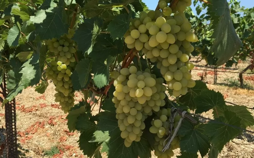 Land with a fruitful vineyard