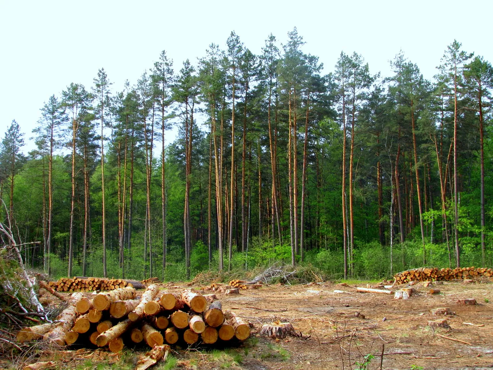 Lease of land with Russian forest for timber business